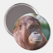 オランウタンレディ マグネット (正面/裏面)