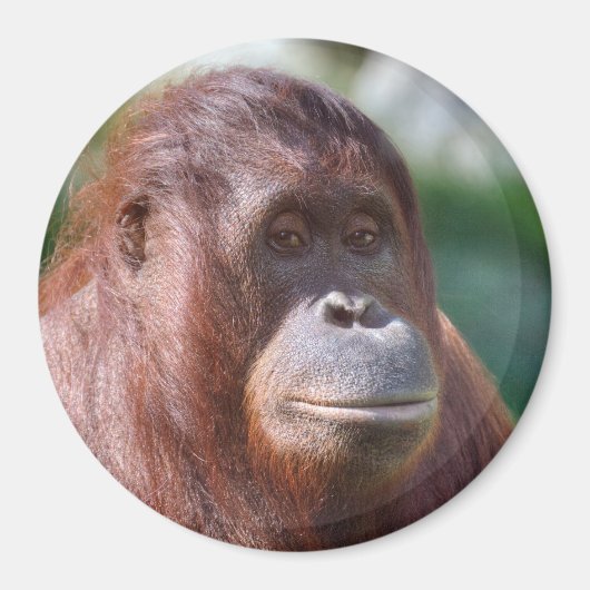 オランウタンレディ マグネット (正面)
