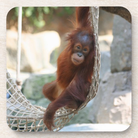 オランウタン001 コースター (正面)
