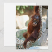 オランウタン001 シーズンカード (正面/裏面)