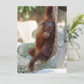 オランウタン001 シーズンカード (スタンド正面)