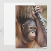 オランウタン002 シーズンカード (正面/裏面)