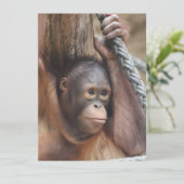 オランウタン002 シーズンカード (スタンド正面)