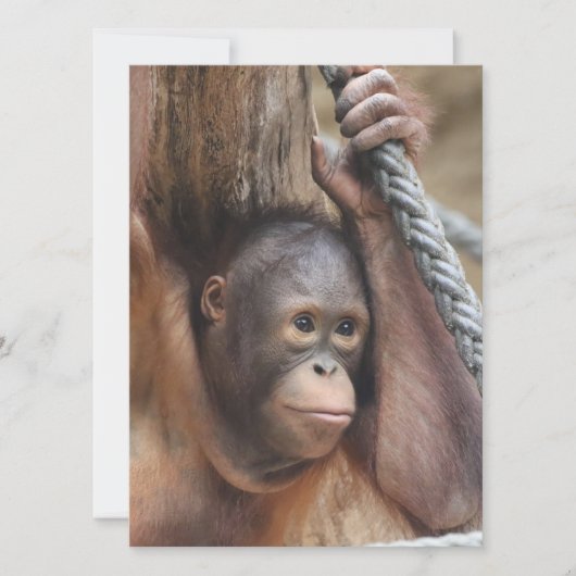 オランウタン002 シーズンカード (正面)