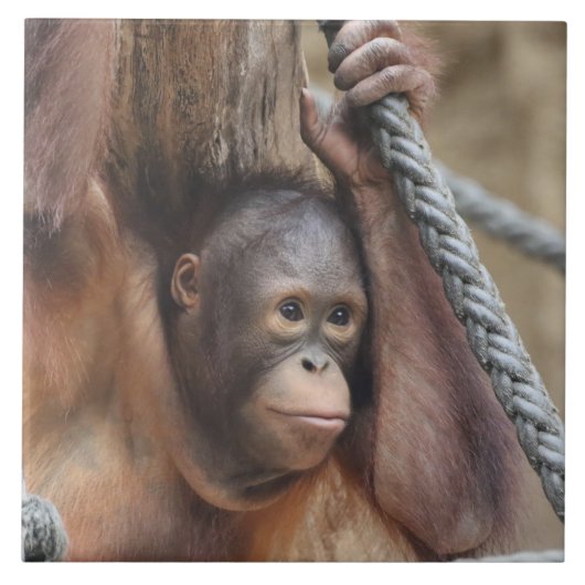 オランウタン002 タイル (正面)