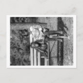 オランウータンと男の子(国立動物園の写真) ポストカード (正面)