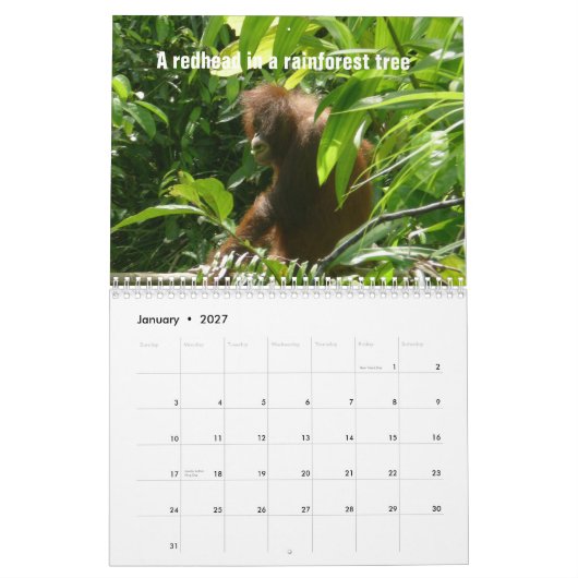 オランウータンによるクリスマスの12日 カレンダー (1月 2027)