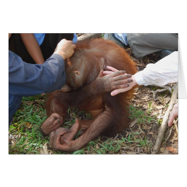 オランウータンのための救済手 (正面横)