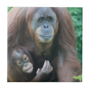 オランウータンのタイル タイル