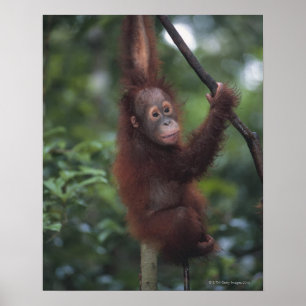 オランウータンのベビーの登山のつる植物 ポスター
