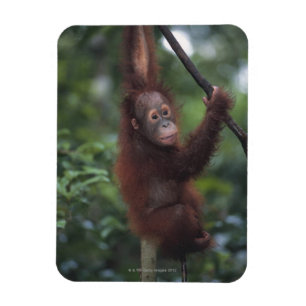 オランウータンのベビーの登山のつる植物 マグネット