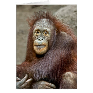 オランウータンのベビー