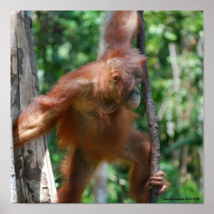 オランウータンのボロネオの野性生物を救って下さい ポスター