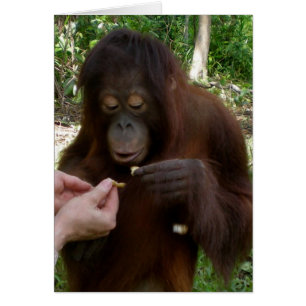 オランウータンの孤児はジャングルのピーナツを食べます