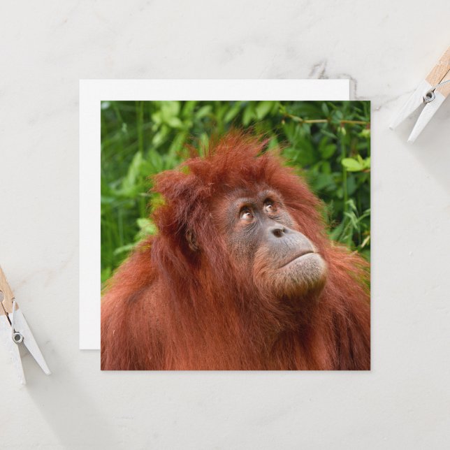オランウータンの思いやりのある視線 (正面/裏面インサイチュ)