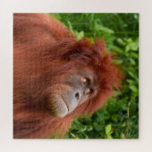 オランウータンの思いやりのある視線 ジグソーパズル (横)