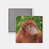 オランウータンの思いやりのある視線 マグネット (正面/裏面)