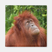 オランウータンの思いやりのある視線 マグネット (正面)