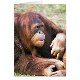 オランウータンの横たわること
