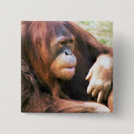オランウータンの横たわること 缶バッジ (正面)