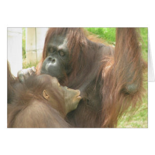 オランウータンの母乳で育てること
