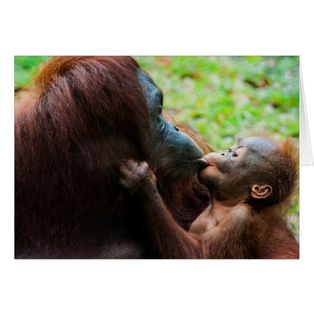 オランウータンの親子 (正面横)