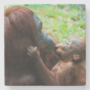 オランウータンの親子 ストーンコースター