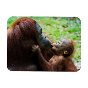 オランウータンの親子 マグネット