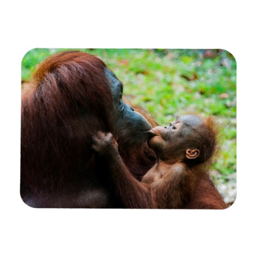オランウータンの親子 マグネット (横)