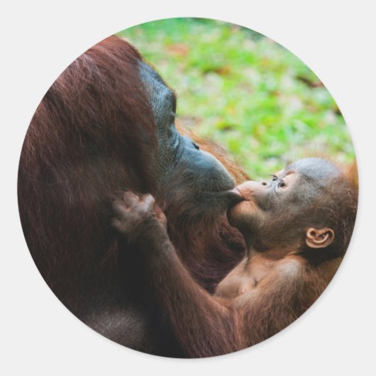 オランウータンの親子 ラウンドシール (正面)