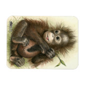 オランウータンの赤ちゃんと葉 マグネット (横)