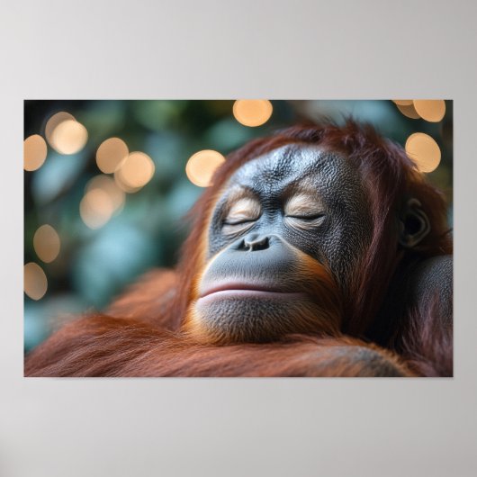 オランウータンの野生動物のリラックスした肖像 ポスター (正面)