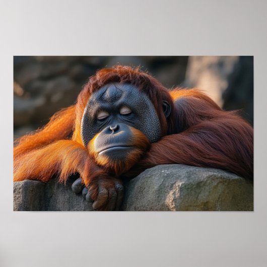 オランウータンの野生動物のリラックスした肖像 ポスター (正面)