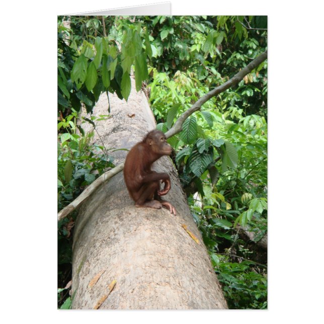 オランウータンは忘れます (正面)