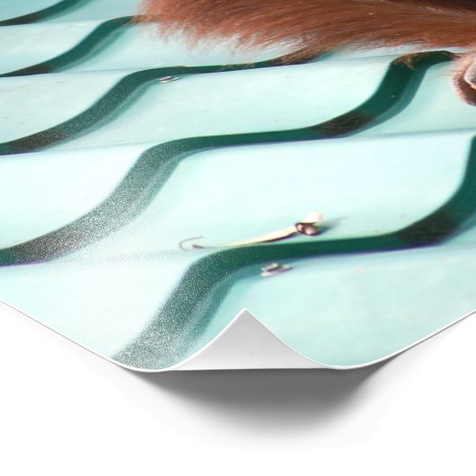 オランウータンインサバーボルネオジャングル フォトプリント            (角)