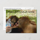 オランウータンガールフーズ ポストカード (正面/裏面)