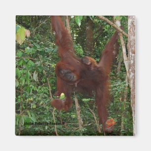 オランウータンズ母ベビー磁石 マグネット