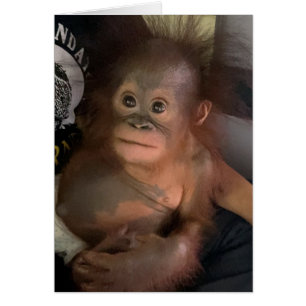 オランウータンベビーオーファンクリスタル