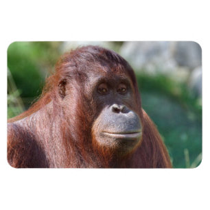 オランウータンレディ マグネット