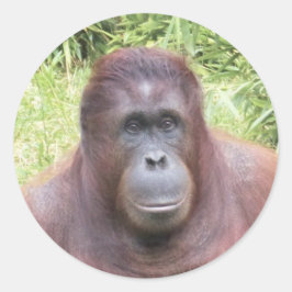 オランウータン動物ポートレート写真 ラウンドシール