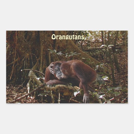 オランウータン及びジャングルの大型類人猿の霊長目のステッカー 長方形シール (正面)