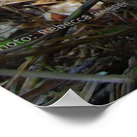 オランウータン学校の森へ ポスター (角)