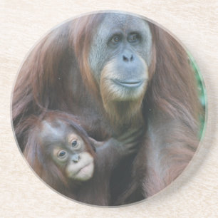 オランウータン家族のコースター コースター