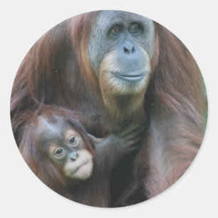 オランウータン家族のステッカー ラウンドシール