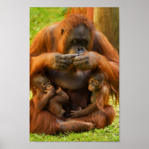 オランウータン母とベビー ポスター