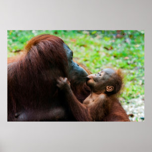 オランウータン母とベビー ポスター