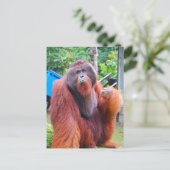 オランウータン王トム・アットキャンプリーキー ポストカード (スタンド正面)