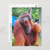 オランウータン王トム・アットキャンプリーキー ポストカード (正面/裏面)