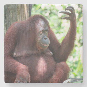 オランウータン瞑想 ストーンコースター