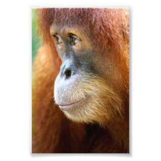 オランウータン縦断 フォトプリント